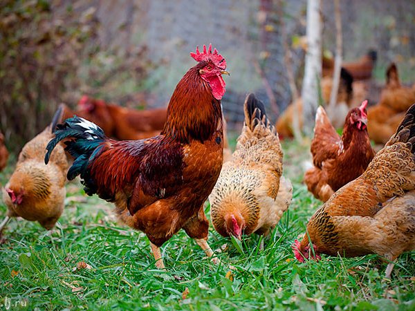 Породы куриц | ЗооТом - продажа, вязка и услуги для животных в Атяшеве