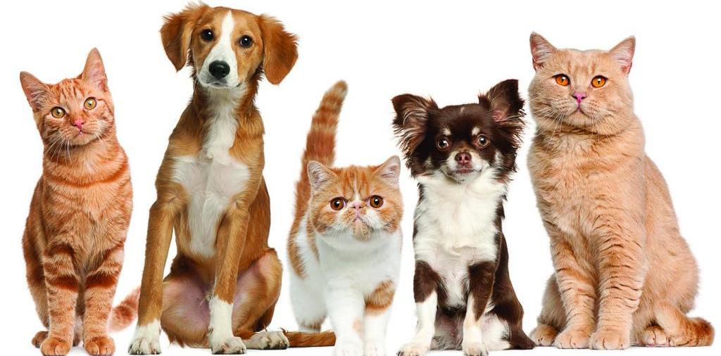 Доска объявлений о животных | ЗооТом - продажа, вязка и услуги для животных в Атяшеве