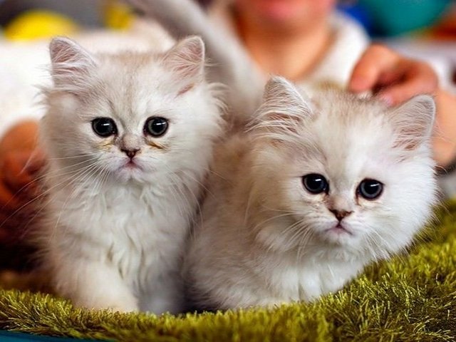 Породы кошек в Атяшеве | ЗооТом портал о животных