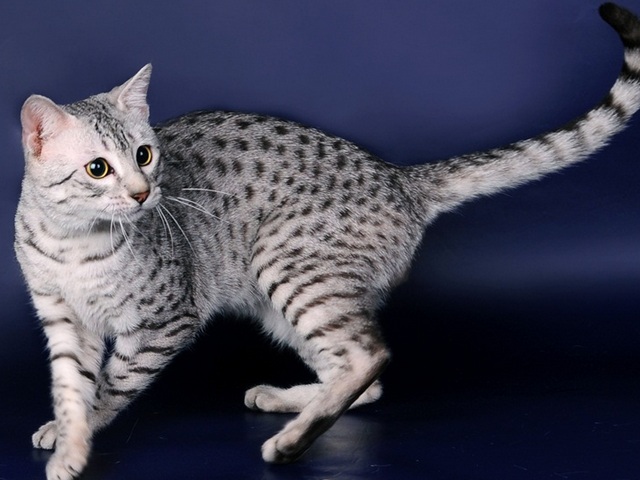 Породы кошек в Атяшеве | ЗооТом портал о животных