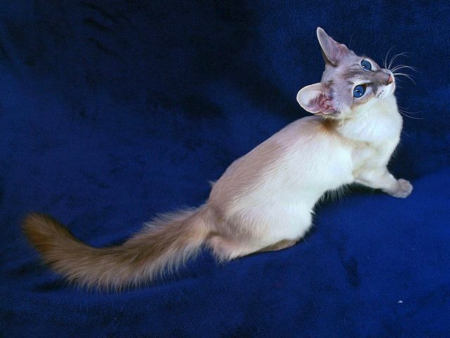 Выведенные породы кошек в Атяшеве | ЗооТом портал о животных