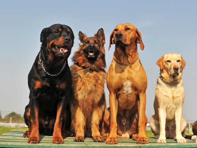 Крупные породы собак в Атяшеве | ЗооТом портал о животных